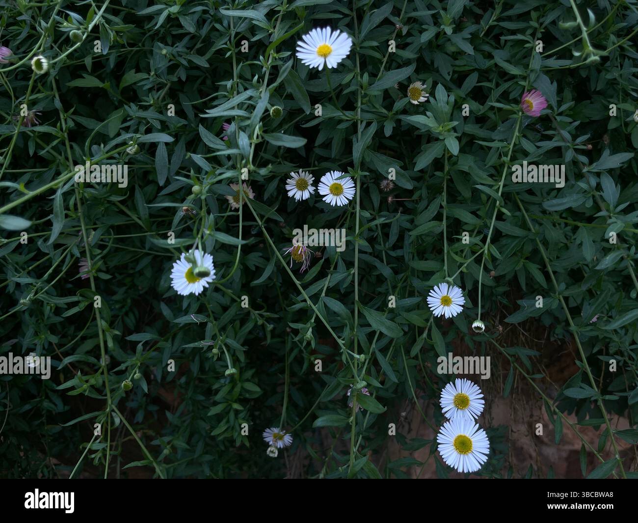 Grappe de petites fleurs sauvages blanches ressemblant à des marguerites avec des centres jaunes, poussant parmi un feuillage vert dense dans un cadre de jardin naturel. Banque D'Images