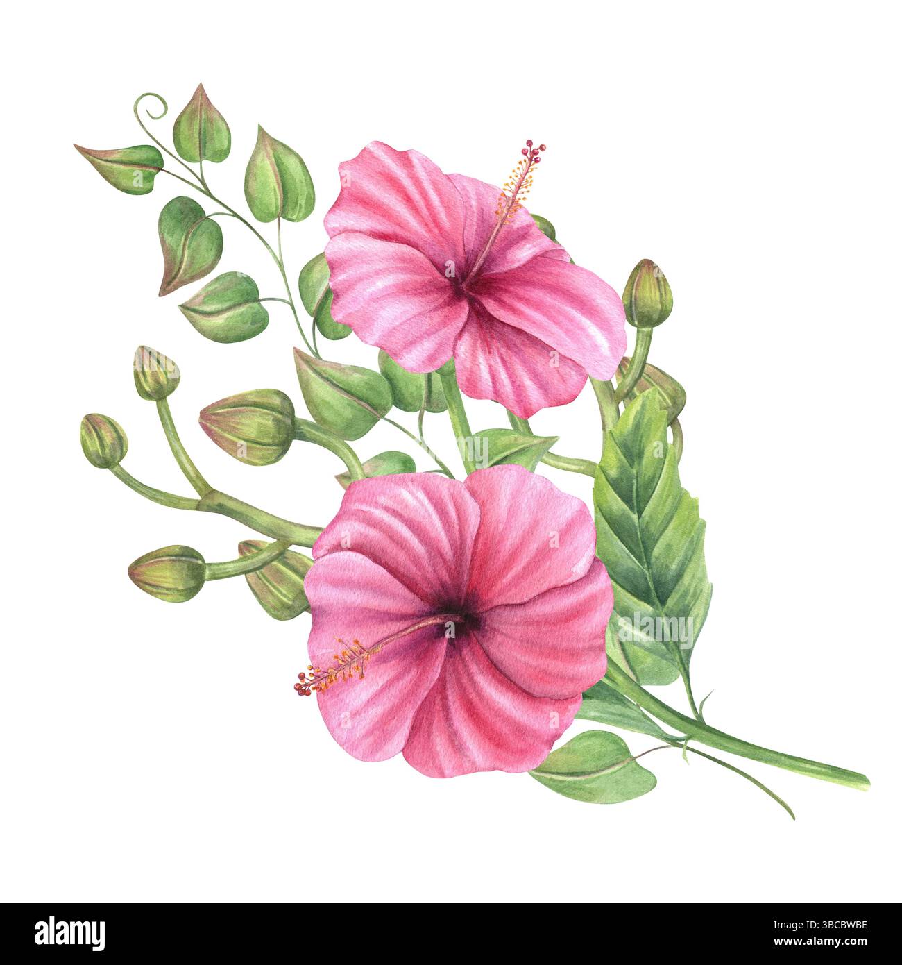 Aquarelle romantique mauve rose avec des bourgeons d'orchidée et des vignes grimpantes illustration de fond isolé. Bouquet tropical pour papeterie de mariage Banque D'Images