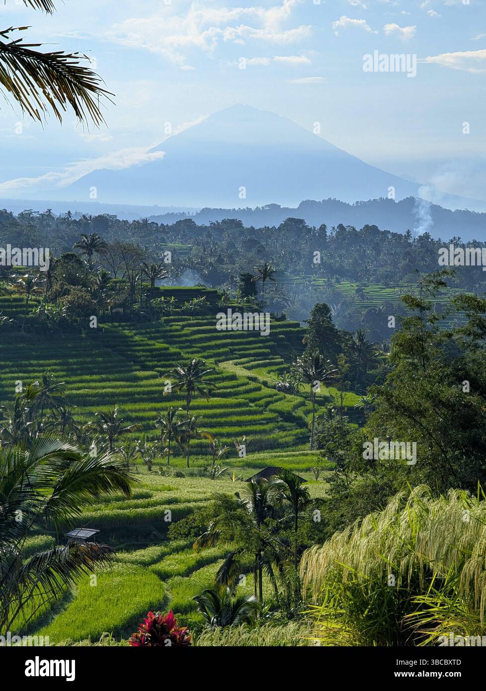 Terrasses de riz Jatiluwih avec Mt. Agung en arrière-plan Banque D'Images