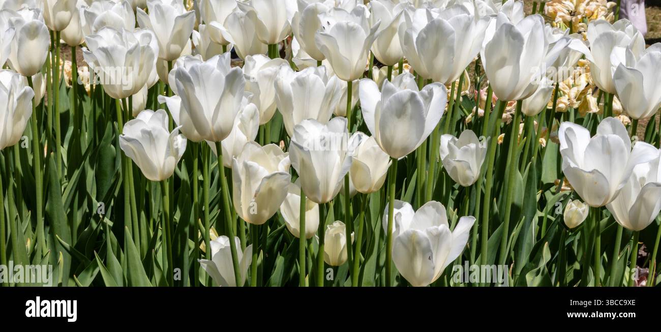 Tulipes blanches au printemps, plein cadre Banque D'Images
