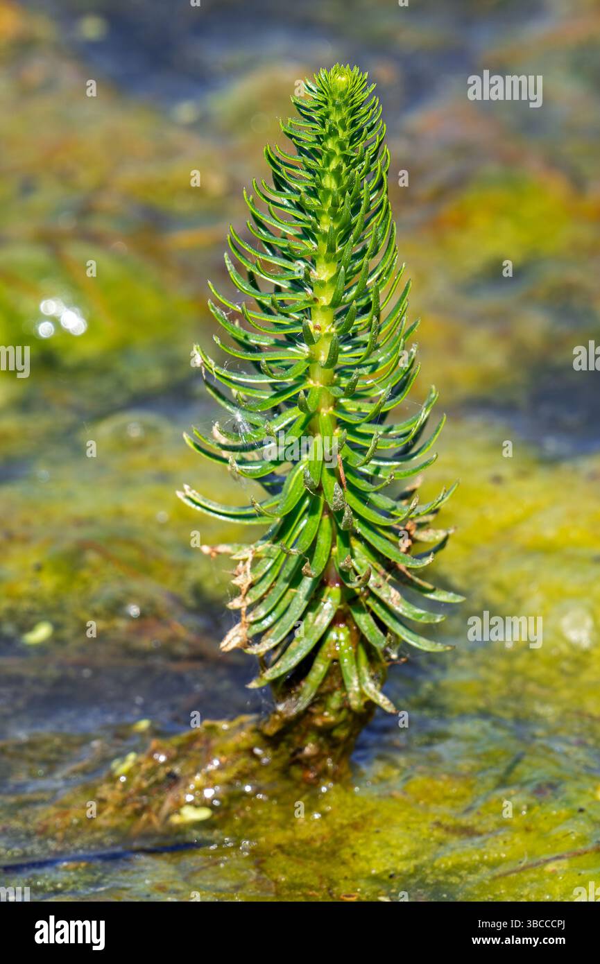 Queue de jument commune (Hippuris vulgaris) herbe pérenne rampante aquatique d'Eurasie et d'Amérique du Nord en eau peu profonde au printemps Banque D'Images