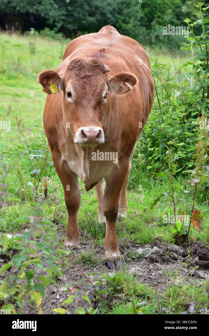 Roxy l'animal de compagnie Limousin vache Banque D'Images