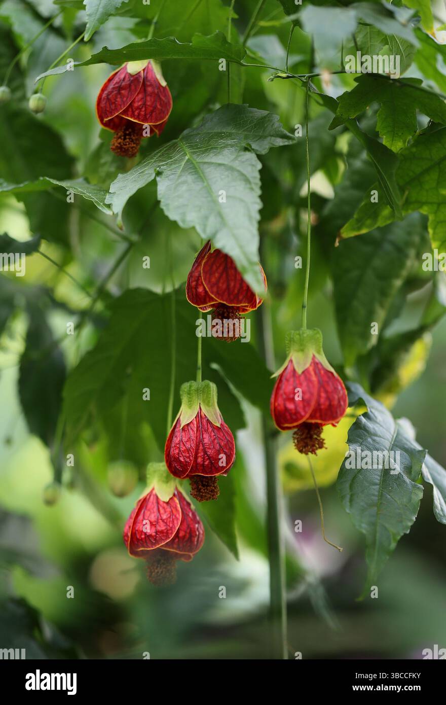 Redvein Abutilon, Red Vein Indian Mallow, Redvein Flower Maple, Chinese-lanternes ou Red Vein Chinese lanternes, Abutilon pictum, Malvaceae. Banque D'Images