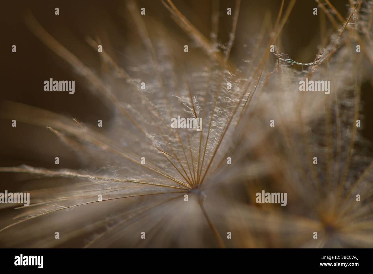 Pissenlit simple dans la lumière dorée. Graines moelleuses brillantes doucement dans l'atmosphère calme du soir. Banque D'Images