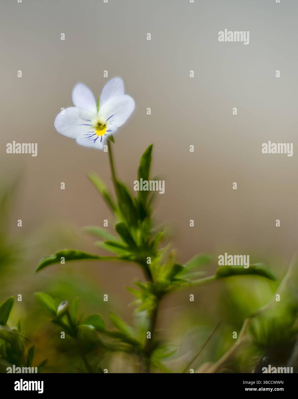 Une pensée solitaire, Viola arvensis, se dresse au milieu d'une prairie. Banque D'Images