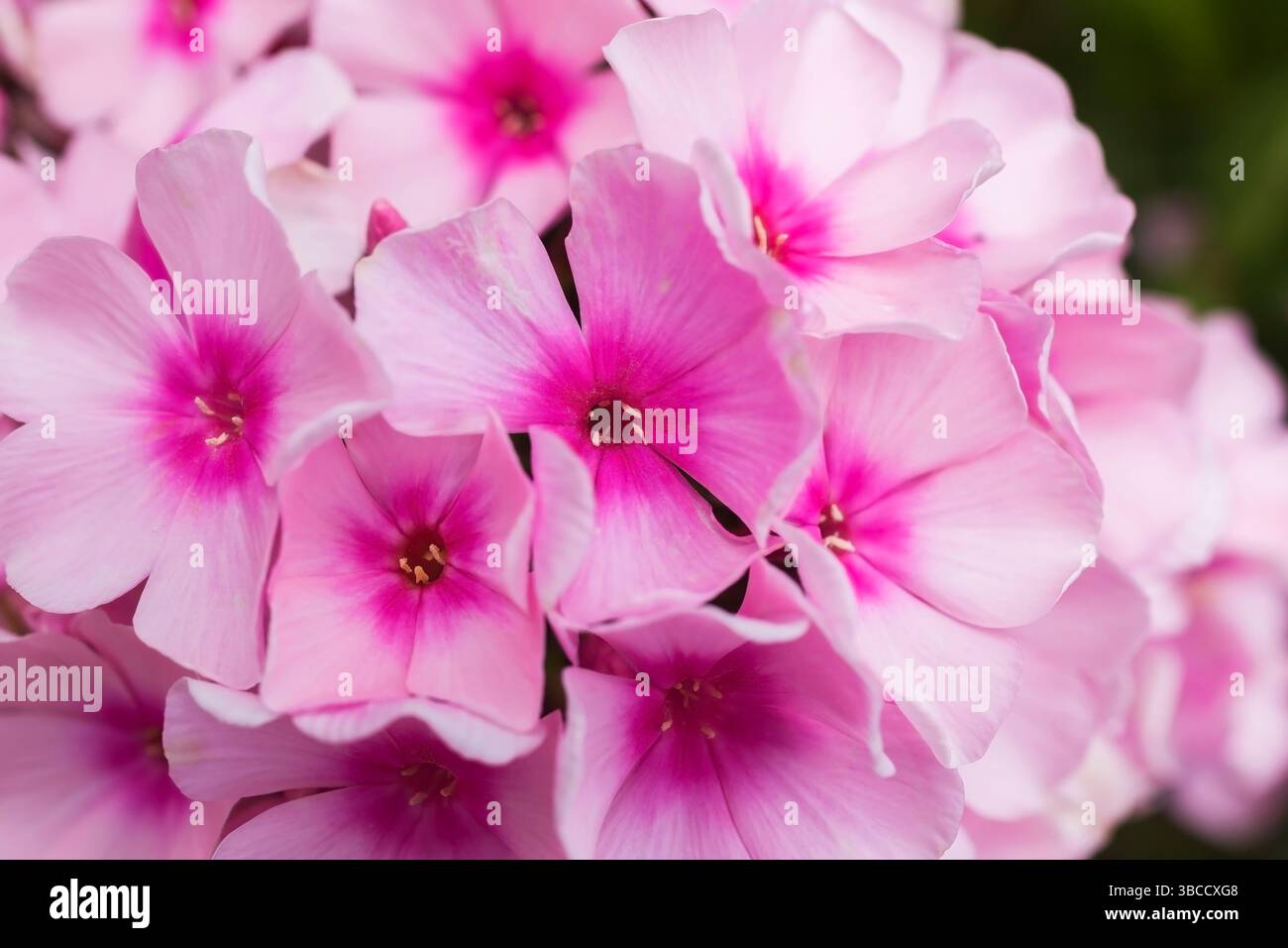 Gros plan de Phlox paniculata 'Becky Towe' - fleurs de Phlox jardin. Banque D'Images