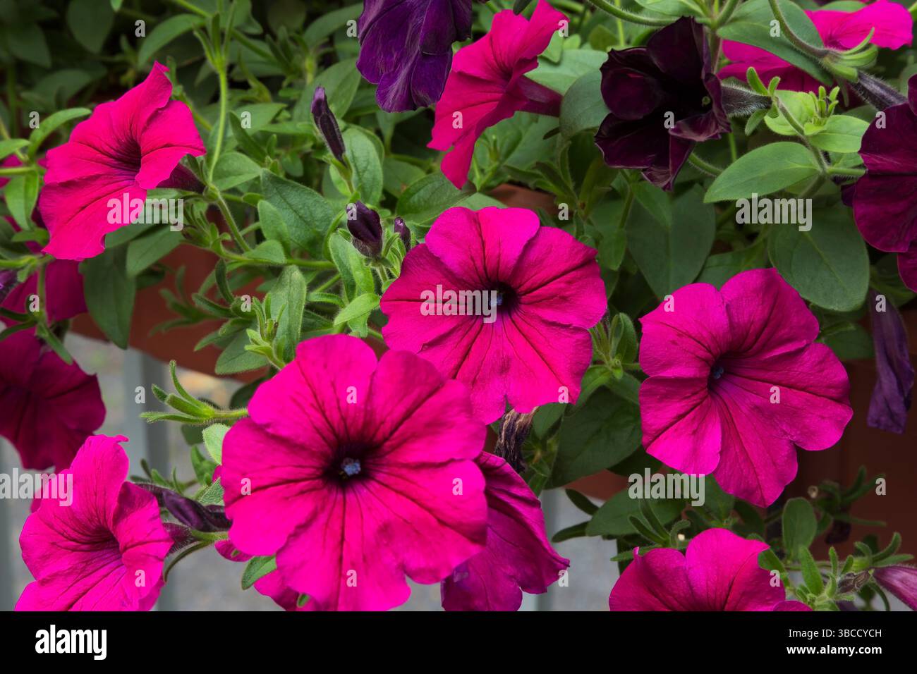Pétunia x hybrida 'Purple Wave' fleurs en été. Banque D'Images