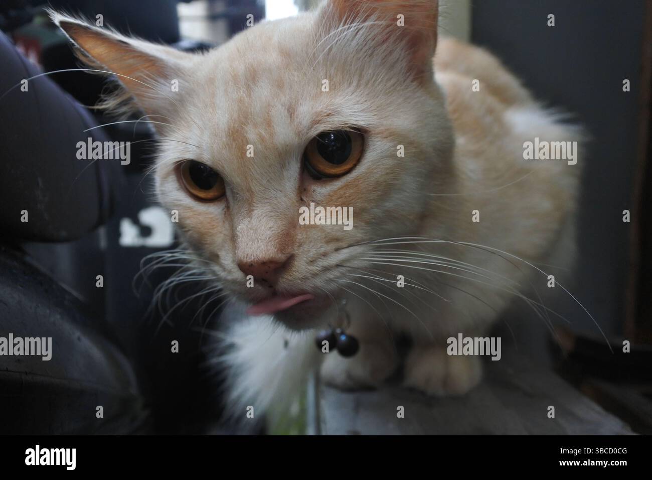 visage de chat, les chats ont des visages mignons et adorables, cette photo montre le visage du chat dans différentes poses Banque D'Images