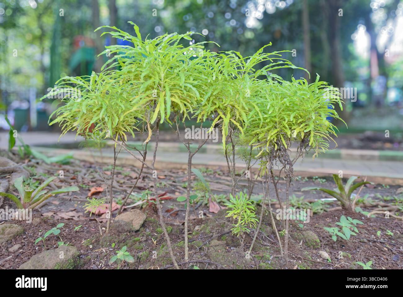 brocoli ornemental, cette plante a un nom similaire au nom du légume, brocoli, la couleur est verte et jaune, les feuilles poussent luxuriantes Banque D'Images