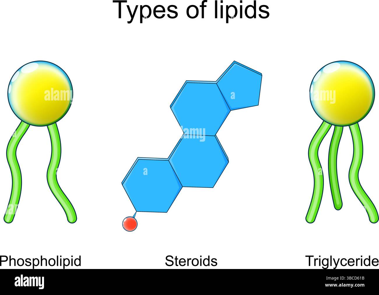 Types de lipides. Gros plan des molécules triglycérides, stéroïdes hormones et phospholipides. Structure lipidique. Illustration vectorielle. Affiche médicale. Schéma Illustration de Vecteur
