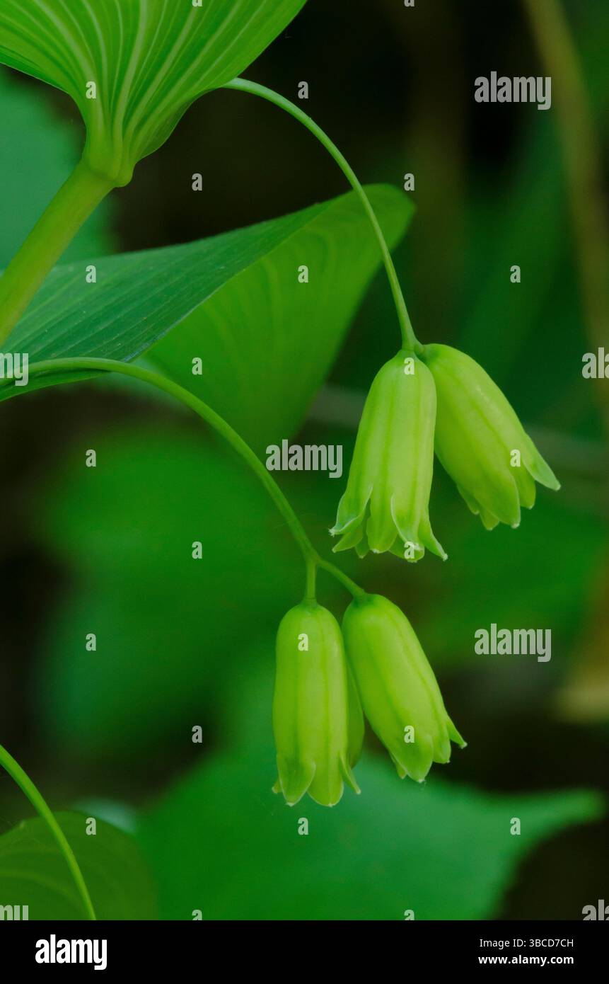 Phoque de Salomon lisse, Polygonatum biflorum Banque D'Images