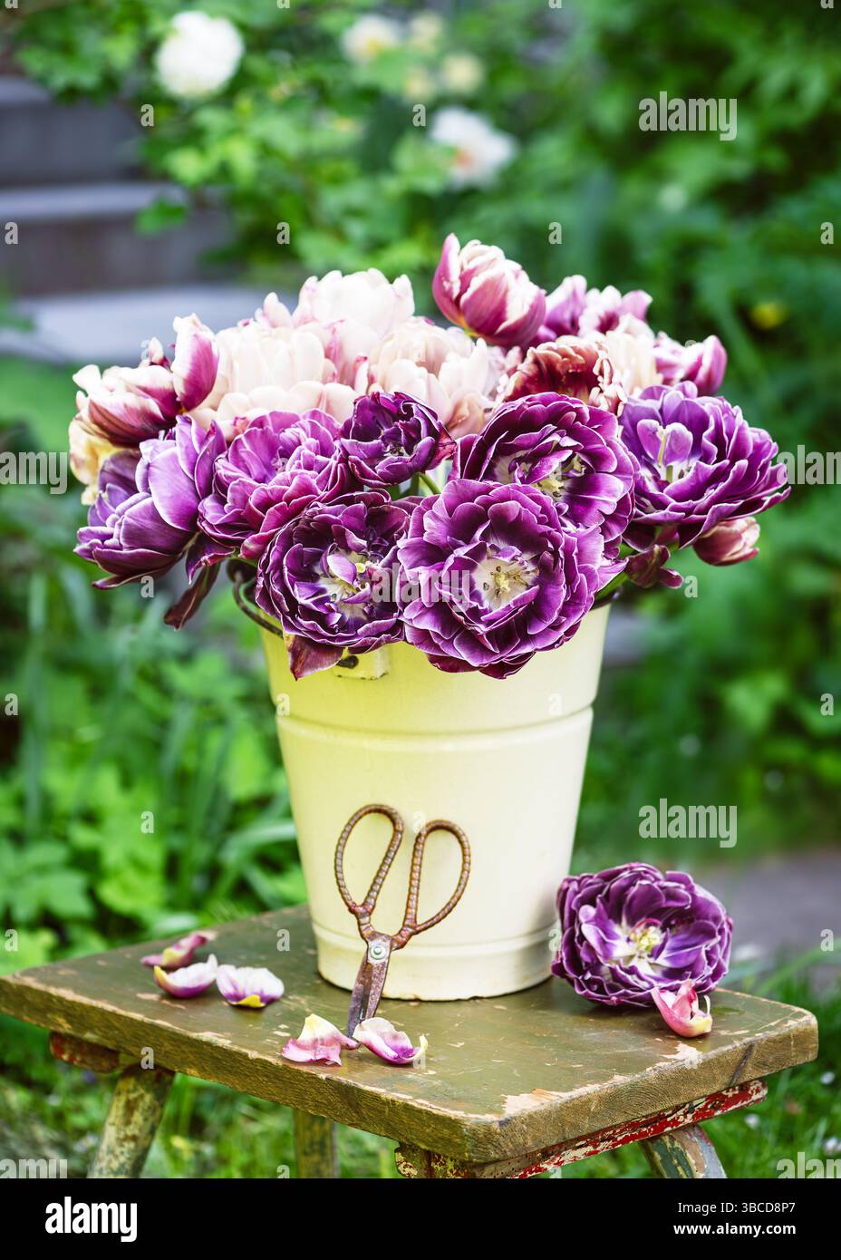 Arrangement floristique de printemps avec des fleurs de tulipe doubles colorées et différentes variétés 'Dream Touch' dans un seau en émail sur une chaise en bois rustique Banque D'Images