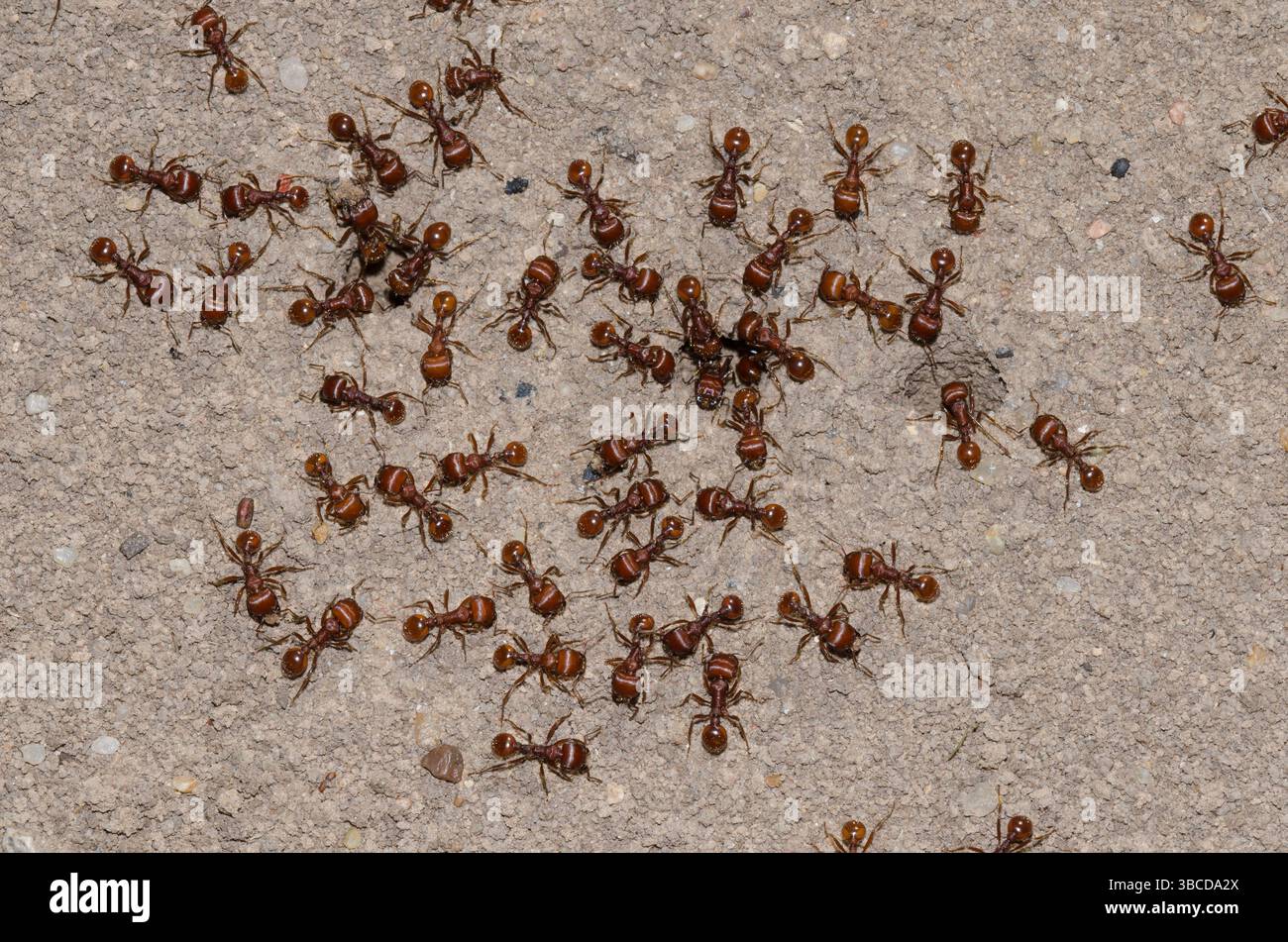 Les fourmis moissonneuses rouge, Pogonomyrmex barbatus, à l'entrée du nid Banque D'Images
