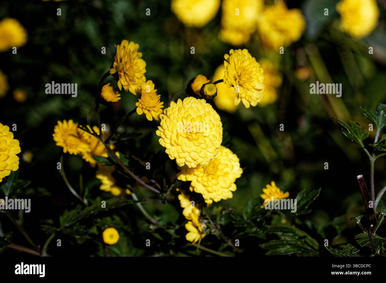 Chrysanthemum × morifolium (également connu aux États-Unis sous le nom de marguerite de fleuriste et maman de jardin rustique) est une espèce hybride de plante vivace. Banque D'Images