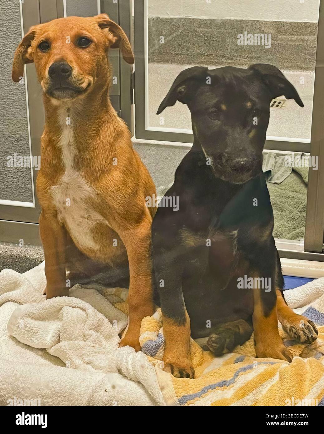 San Francisco, Californie, États-Unis – 15 avril 2025 : deux chiens de race mixte sont assis tranquillement sur des couvertures à l'intérieur d'un chenil dans un refuge pour animaux public Banque D'Images