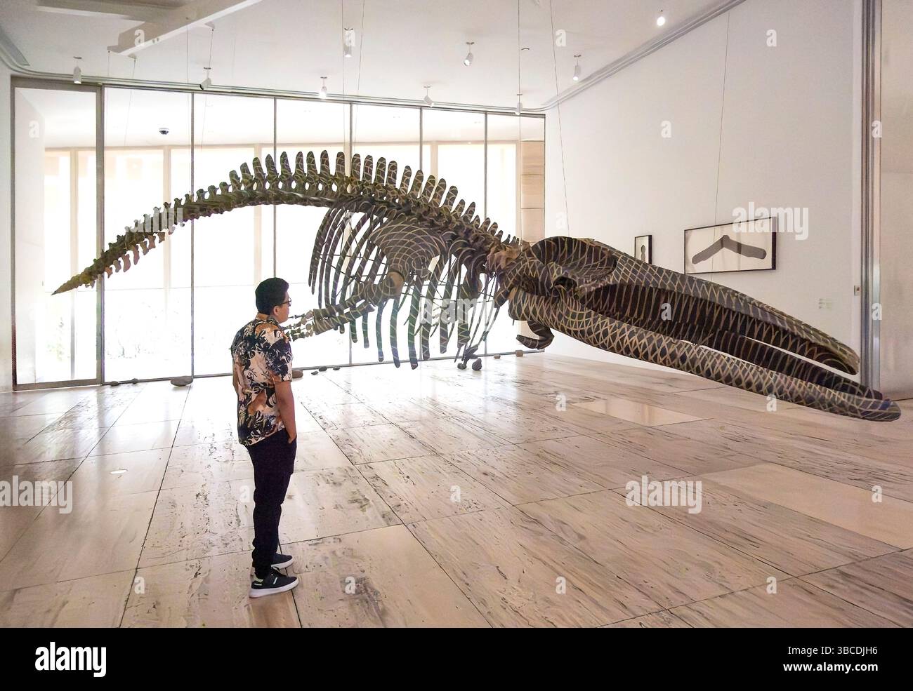 Un homme regarde la sculpture de baleine Mobile Matrix de Gabriel Orozco au Musée Jumex, Mexico, Mexique Banque D'Images