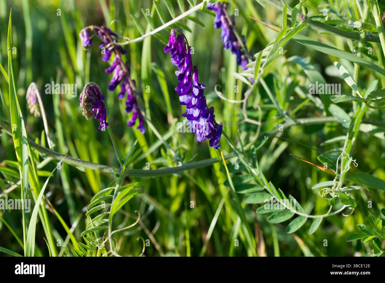 Vesce poilue, Vicia villosa printemps fleurs violettes gros plan sélectif Banque D'Images