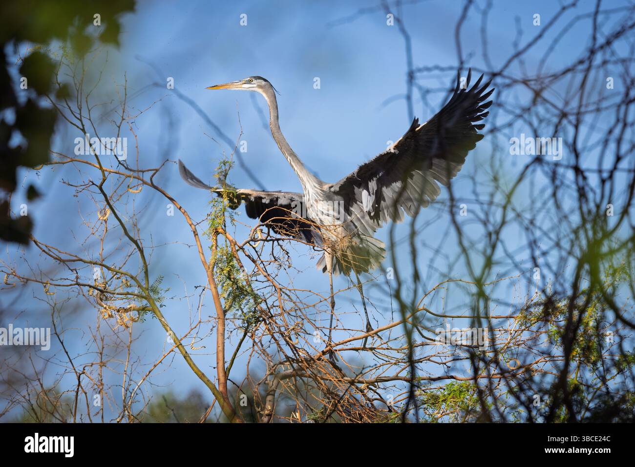 Un magnifique Grand Héron Bleu (Ardea herodias) prenant son envol dans un beau ciel bleu avec des ailes déployées. Banque D'Images