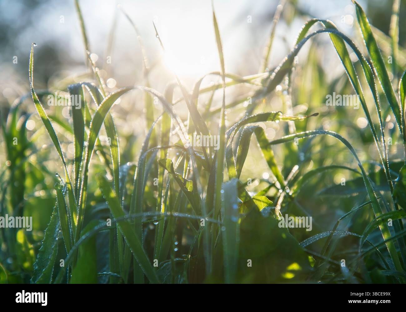 Herbes vertes dans un matin. Banque D'Images Herbes vertes dans un matin. Banque D'Images