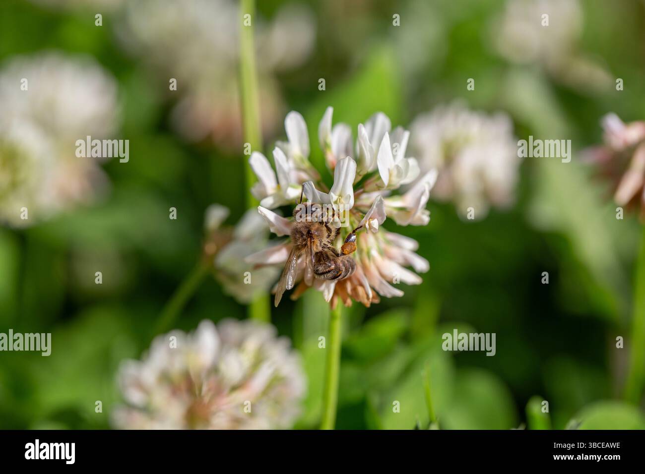 Gros plan d'une abeille collectant du nectar d'une fleur de trèfle blanc en fleurs. Entouré de verdure douce et d'autres fleurs, la scène c Banque D'Images