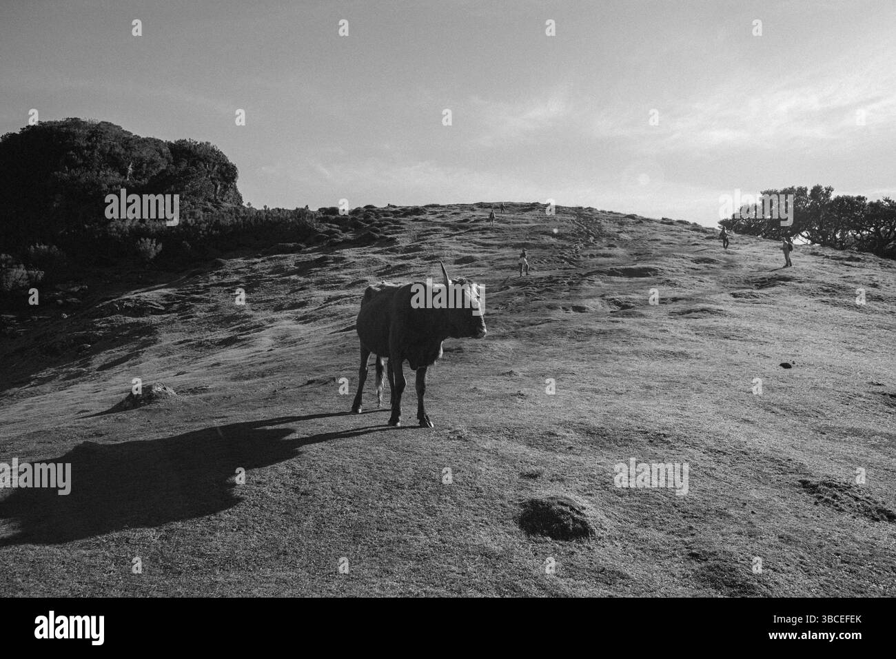 La vache solitaire se dresse sur une colline herbeuse sous un vaste ciel dans un paysage noir et blanc Banque D'Images