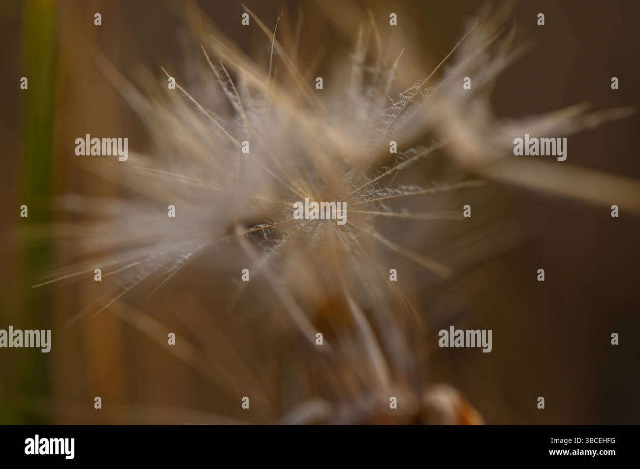 Tête de graines de pissenlit brillante dans la lumière du coucher du soleil Banque D'Images