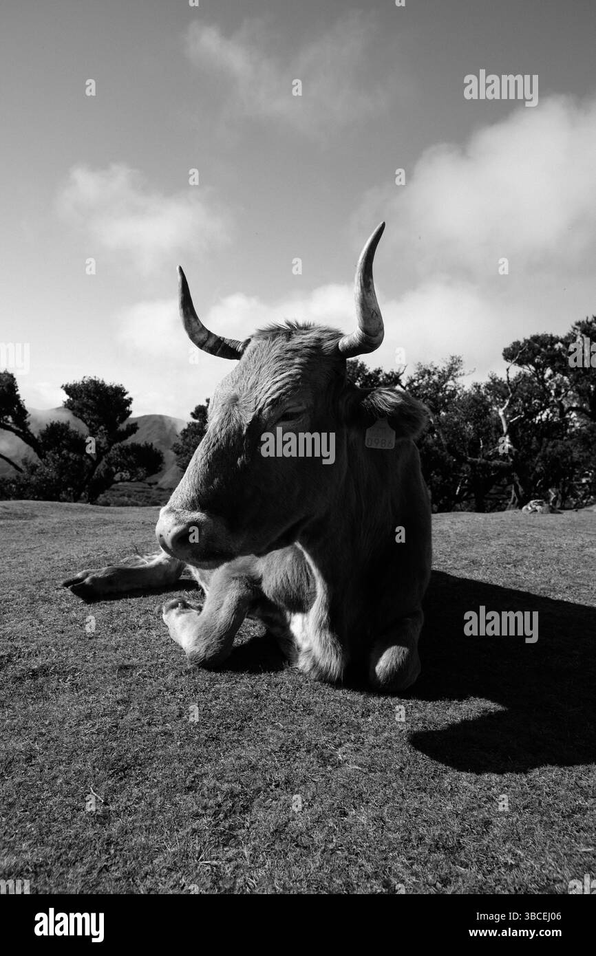 Portrait en noir et blanc d'une vache avec de grandes cornes reposant sur un champ herbeux Banque D'Images