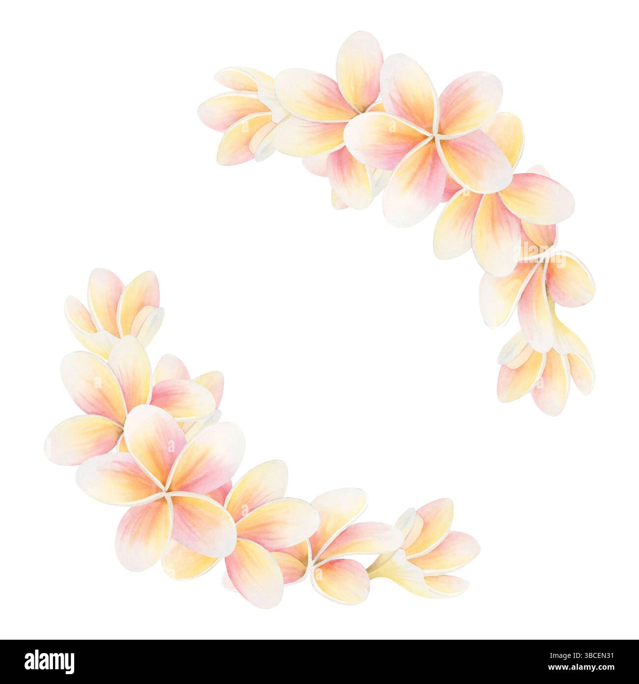 Cadre rond de fleurs tropicales Plumeria d'été. Autocollant illustration aquarelle isolée sur blanc. Frangipani clip art botanique en rose pastel et Banque D'Images