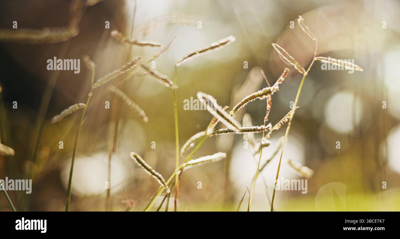 Nature, roseaux et gros plan de l'environnement avec bokeh, printemps ou paysage naturel avec de l'herbe pour la conservation. Champ, mauvaises herbes et prairie avec verdure Banque D'Images