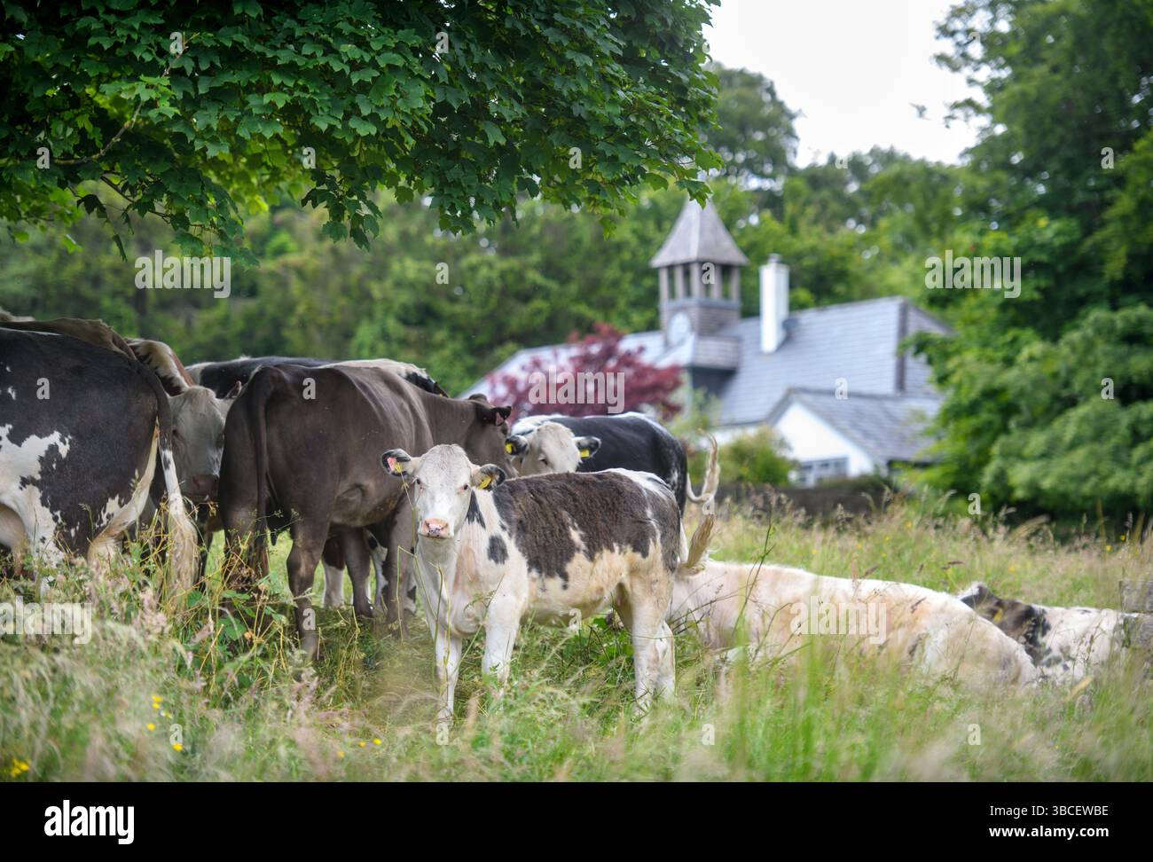 Bovins sur Minchinhampton Common, Gloucestershire Royaume-Uni. Banque D'Images