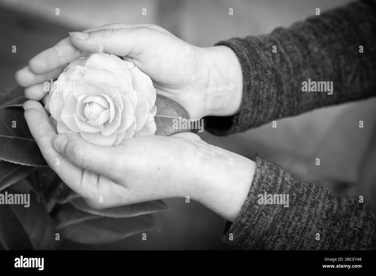 Une personne tient une rose blanche dans ses mains sur une photo en noir et blanc Banque D'Images