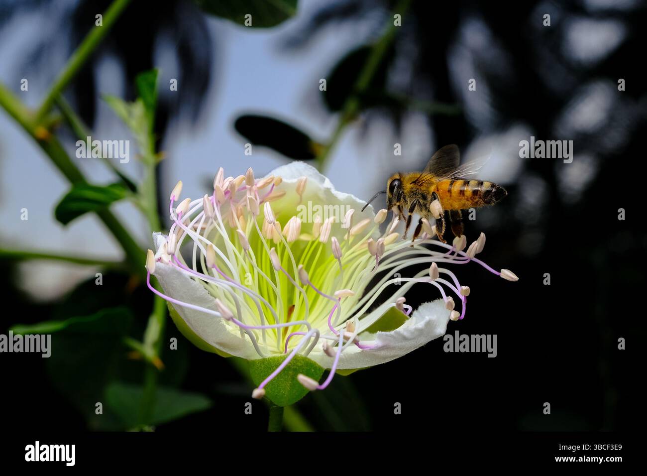 Abeille rassemblant le nectar sur la fleur blanche fleurie Banque D'Images