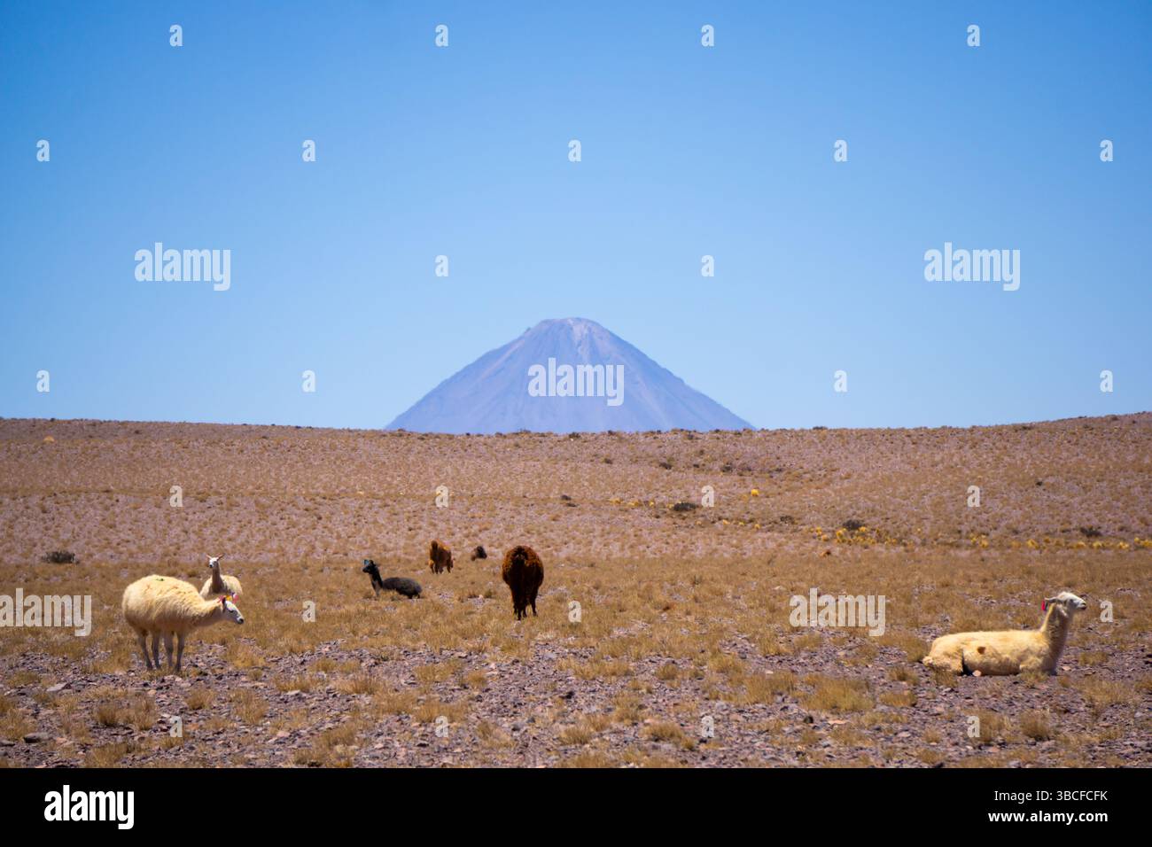 Troupeau de lamas dans le désert d'Atacama au Chili avec le volcan Licancabur en arrière-plan un jour ensoleillé Banque D'Images