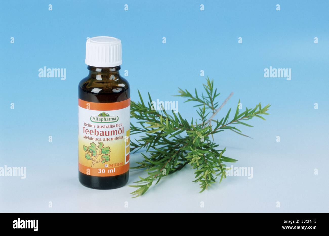 Huile d'arbre à thé (Melaleuca alternifolia) et brindilles, huile d'arbre à thé, exemplaire, objet Banque D'Images