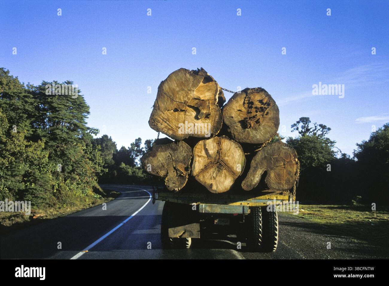 Transport de bois, grumes sur camion, Panamericana, Cerro de la muerte, Costa Rica, Amérique centrale Banque D'Images