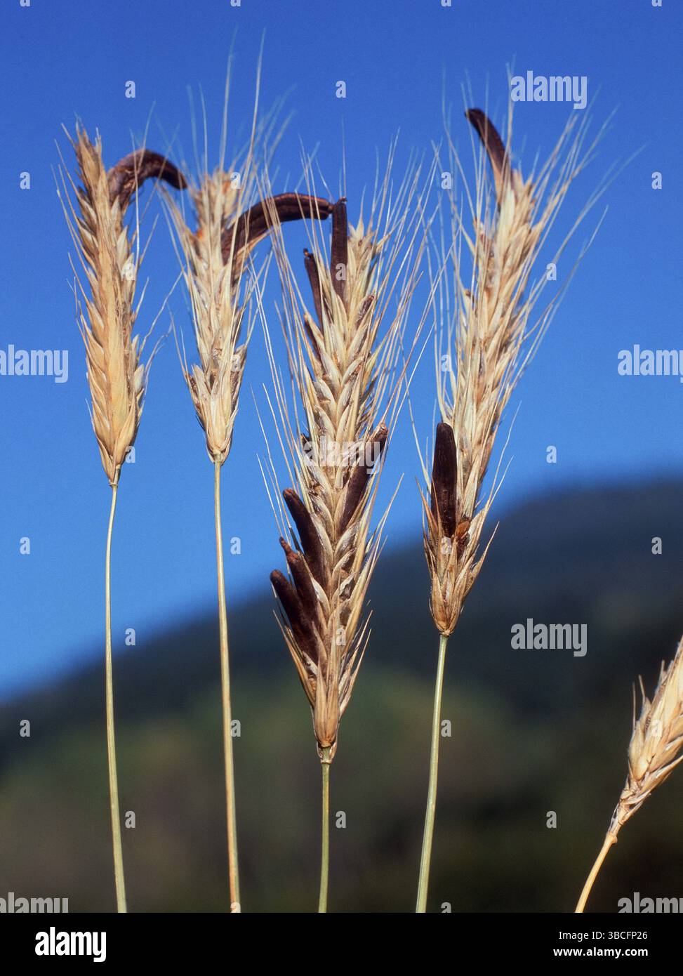 Épis de seigle avec ergot (Claviceps purpurea) Banque D'Images Épis de seigle avec ergot (Claviceps purpurea) Banque D'Images