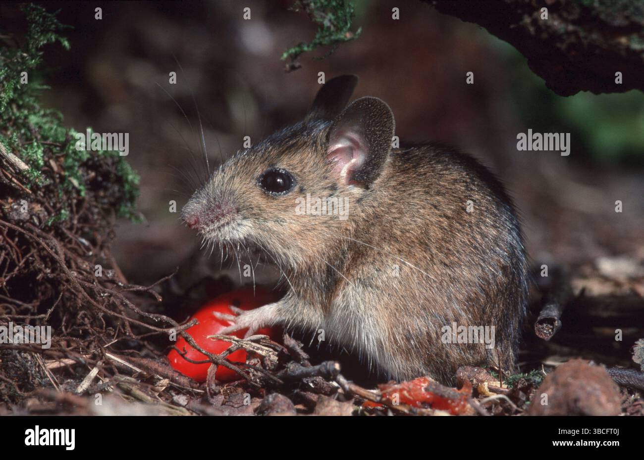 Souris en bois (Apodemus sylvaticus) à la hanche rose, Belgique, Europe Banque D'Images