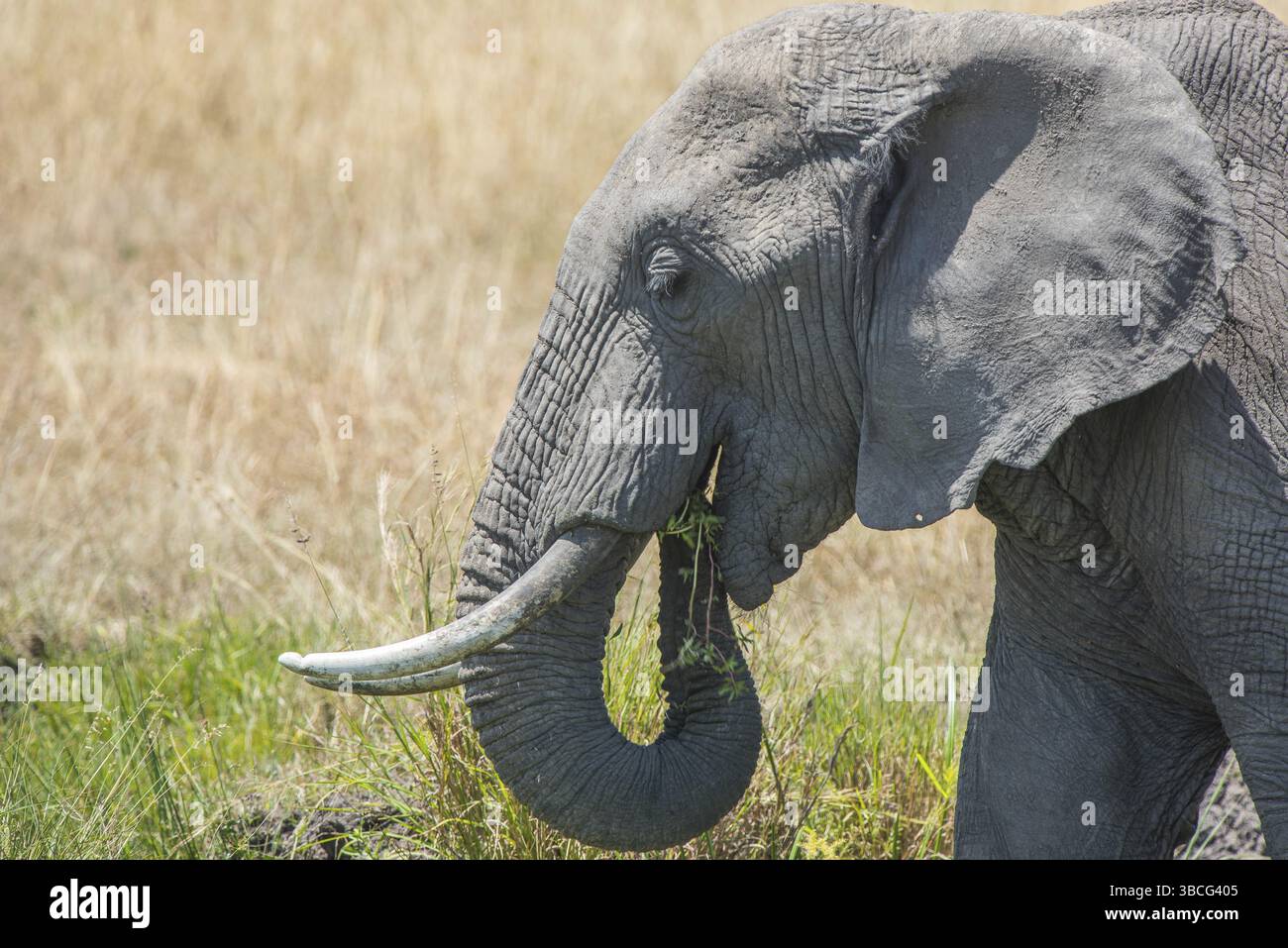 Afrique, africain, afrikanischer elefant, animal, animaux, art, fond, grand, oiseau, noir, dessin animé, personnage, cirque, clip, conception, dessin, elefant Banque D'Images
