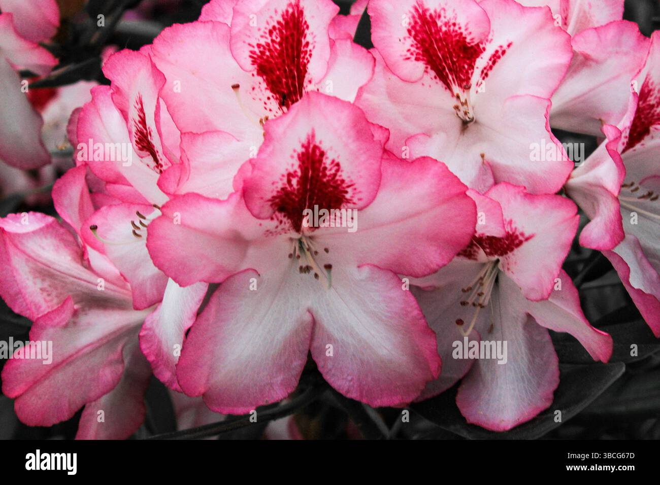 Gros plan de fleurs de rhododendron roses en fleurs avec des motifs de gorge rouge foncé, mettant en valeur des pétales délicats et des couleurs naturelles vibrantes. Banque D'Images Gros plan de fleurs de rhododendron roses en fleurs avec des motifs de gorge rouge foncé, mettant en valeur des pétales délicats et des couleurs naturelles vibrantes. Banque D'Images