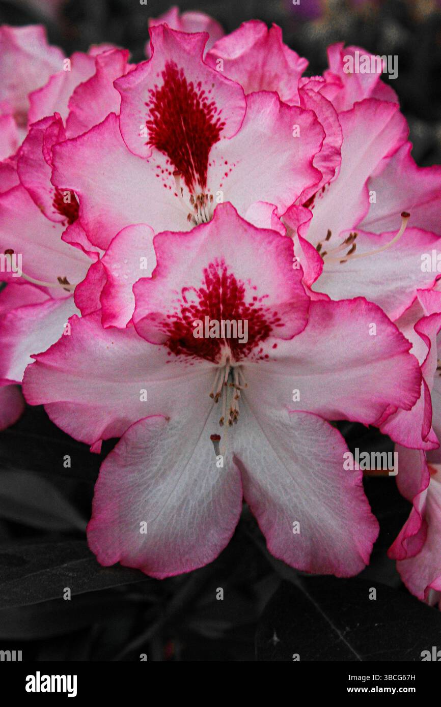 Gros plan de fleurs de rhododendron roses en fleurs avec des motifs de gorge rouge foncé, mettant en valeur des pétales délicats et des couleurs naturelles vibrantes. Banque D'Images Gros plan de fleurs de rhododendron roses en fleurs avec des motifs de gorge rouge foncé, mettant en valeur des pétales délicats et des couleurs naturelles vibrantes. Banque D'Images