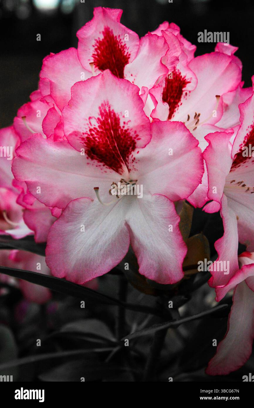 Gros plan de fleurs de rhododendron roses en fleurs avec des motifs de gorge rouge foncé, mettant en valeur des pétales délicats et des couleurs naturelles vibrantes. Banque D'Images Gros plan de fleurs de rhododendron roses en fleurs avec des motifs de gorge rouge foncé, mettant en valeur des pétales délicats et des couleurs naturelles vibrantes. Banque D'Images