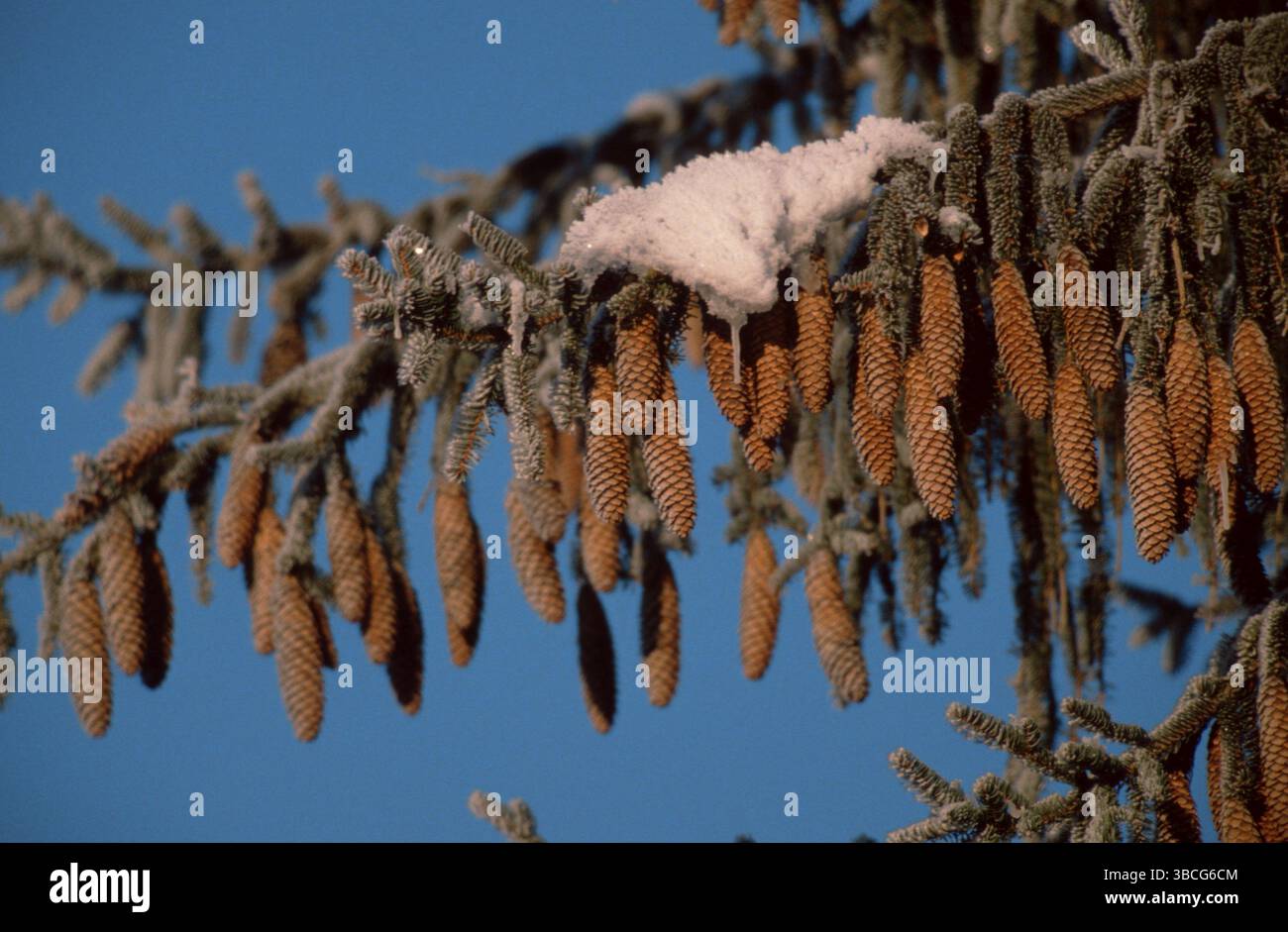 Épinette de Norvège, cône, plantes, famille des pins, Pinaceae, paysage, horizontal, branche, brindille, neige, neige, hiver Banque D'Images