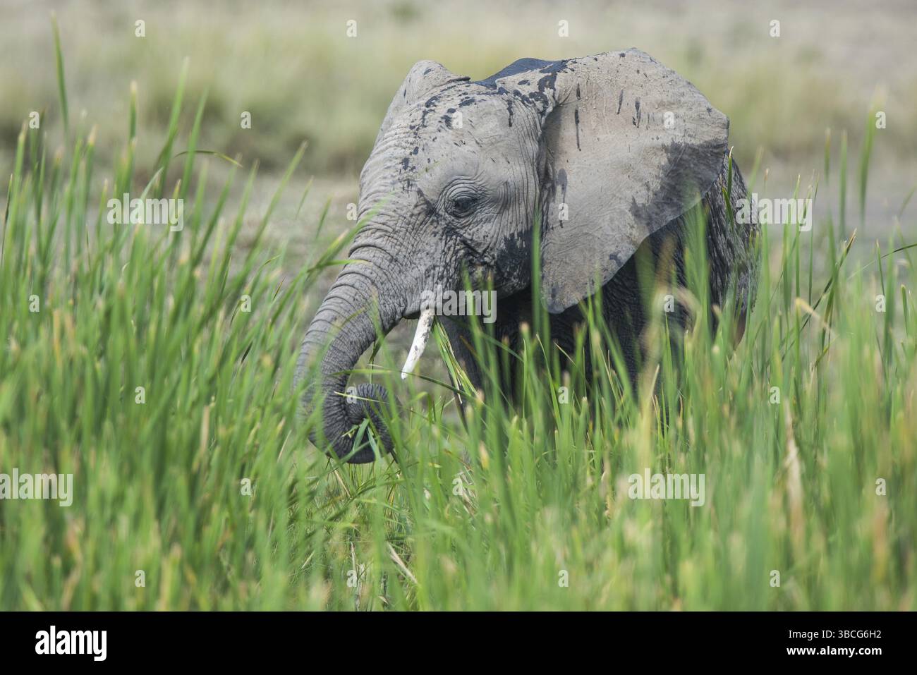 Afrique, africain, afrikanischer elefant, animal, animaux, art, fond, grand, oiseau, noir, dessin animé, personnage, cirque, clip, conception, dessin, elefant Banque D'Images