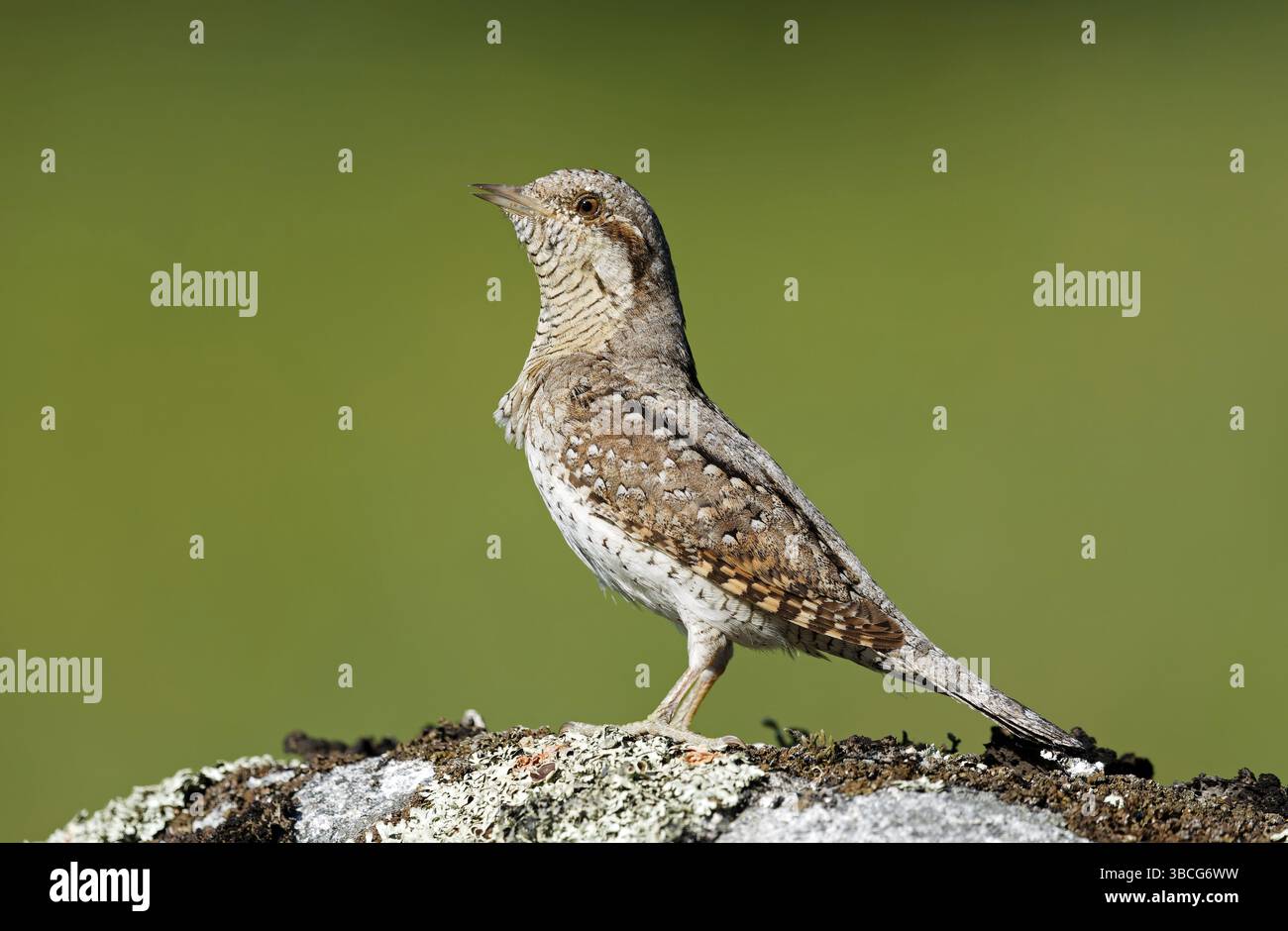 Wryneck debout sur la roche, fond vert propre Banque D'Images