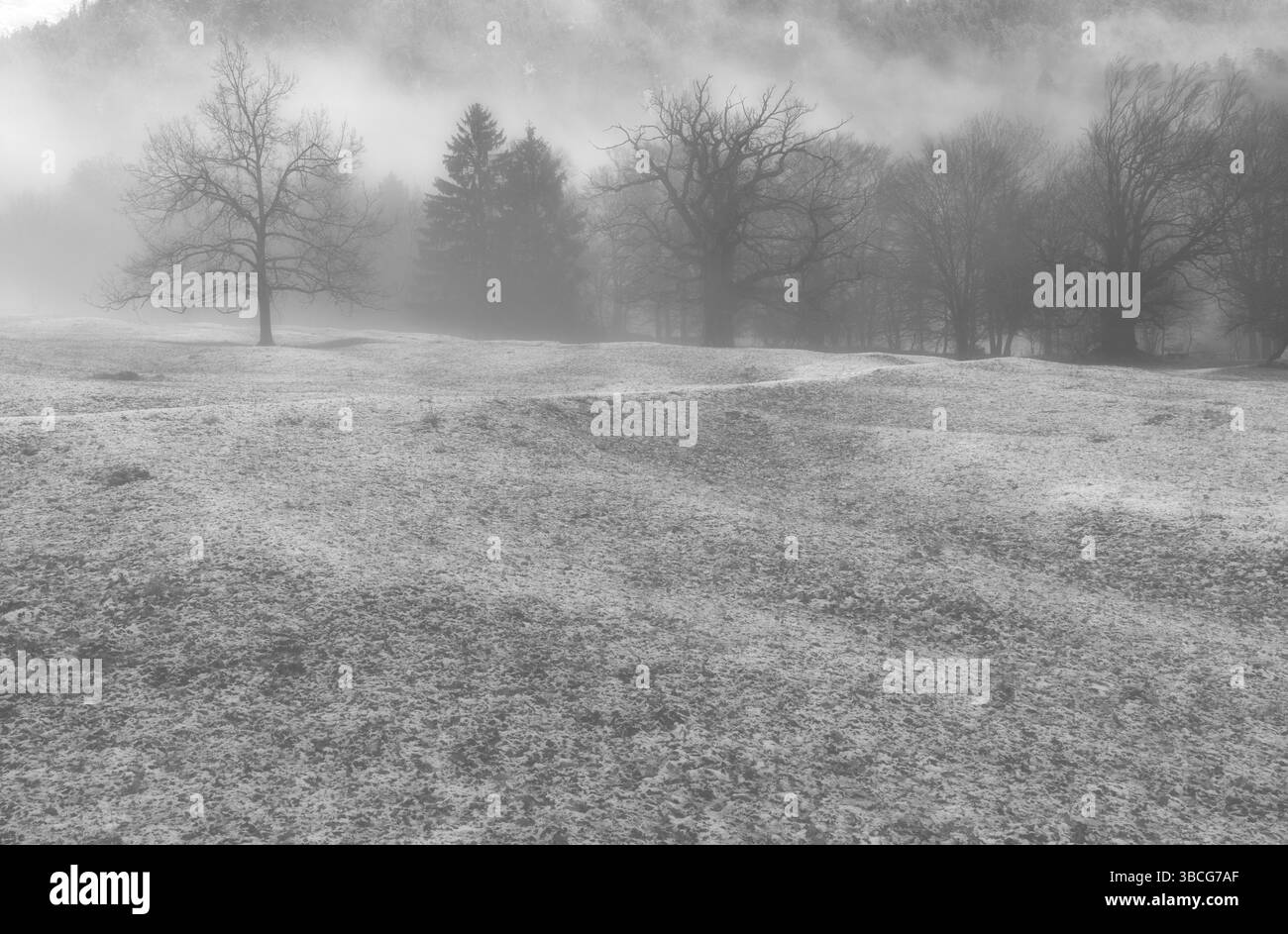 Forêt d'hiver et paysage de montagne par mauvais temps avec brouillard et rime sur le sol dans la région de Maienfeld en Suisse en noir et blanc Banque D'Images