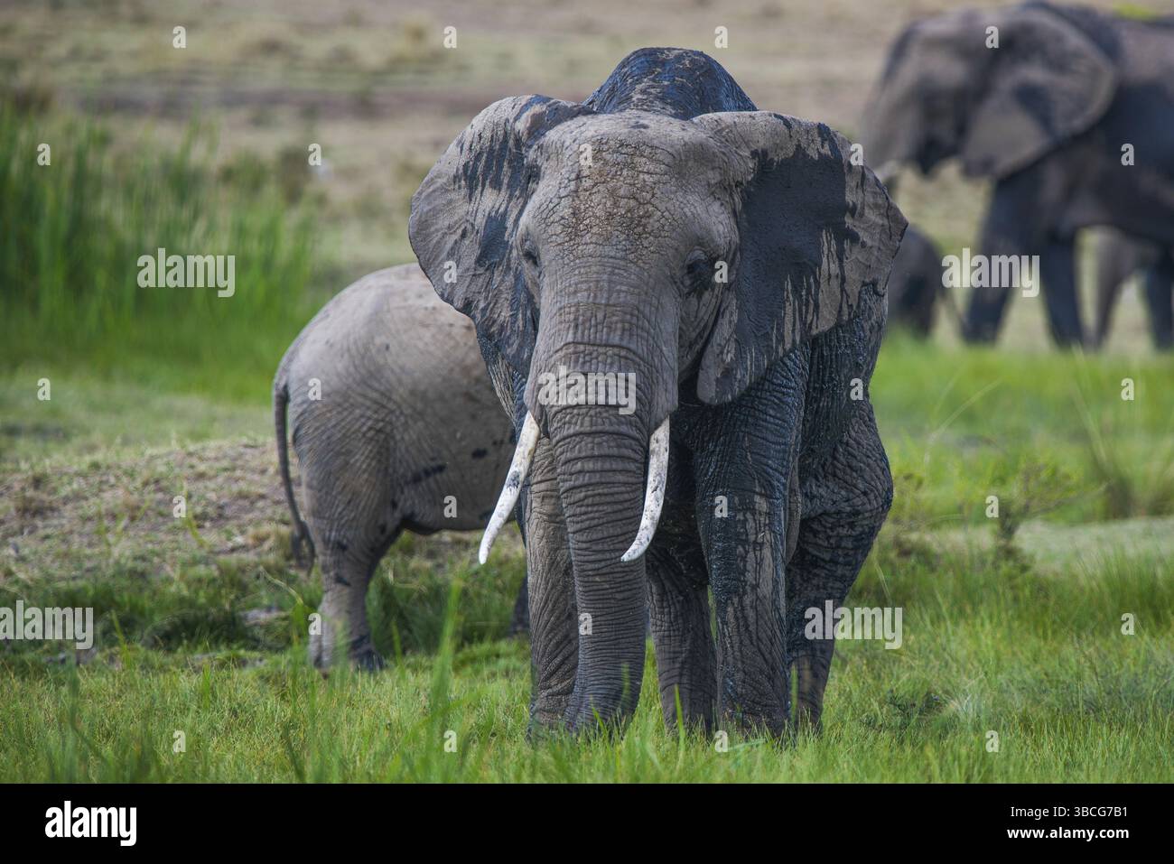 Afrique, africain, afrikanischer elefant, animal, animaux, art, fond, grand, oiseau, noir, dessin animé, personnage, cirque, clip, conception, dessin, elefant Banque D'Images