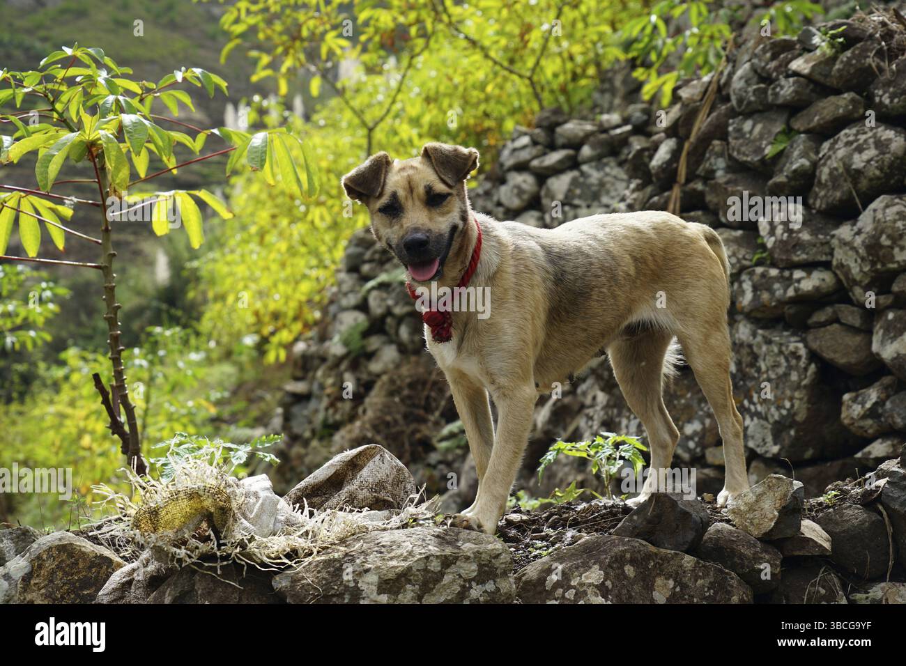 Chien, terrasses de ferme, vallée de Paul, Ribeira do Paul, île de Santo Antao, îles du Cap-Vert, Cap-Vert, Afrique Banque D'Images Chien, terrasses de ferme, vallée de Paul, Ribeira do Paul, île de Santo Antao, îles du Cap-Vert, Cap-Vert, Afrique Banque D'Images