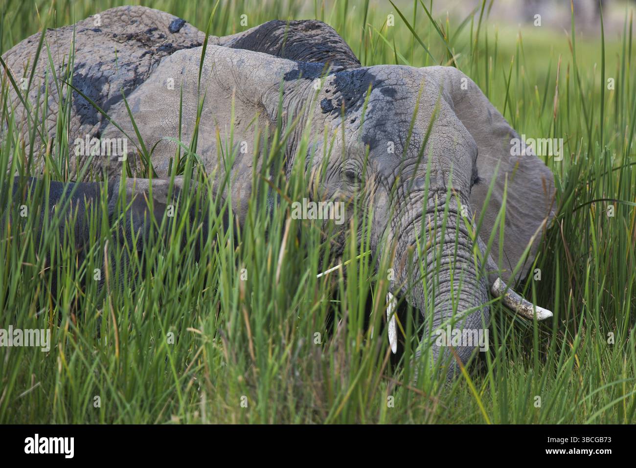Afrique, africain, afrikanischer elefant, animal, animaux, art, fond, grand, oiseau, noir, dessin animé, personnage, cirque, clip, conception, dessin, elefant Banque D'Images