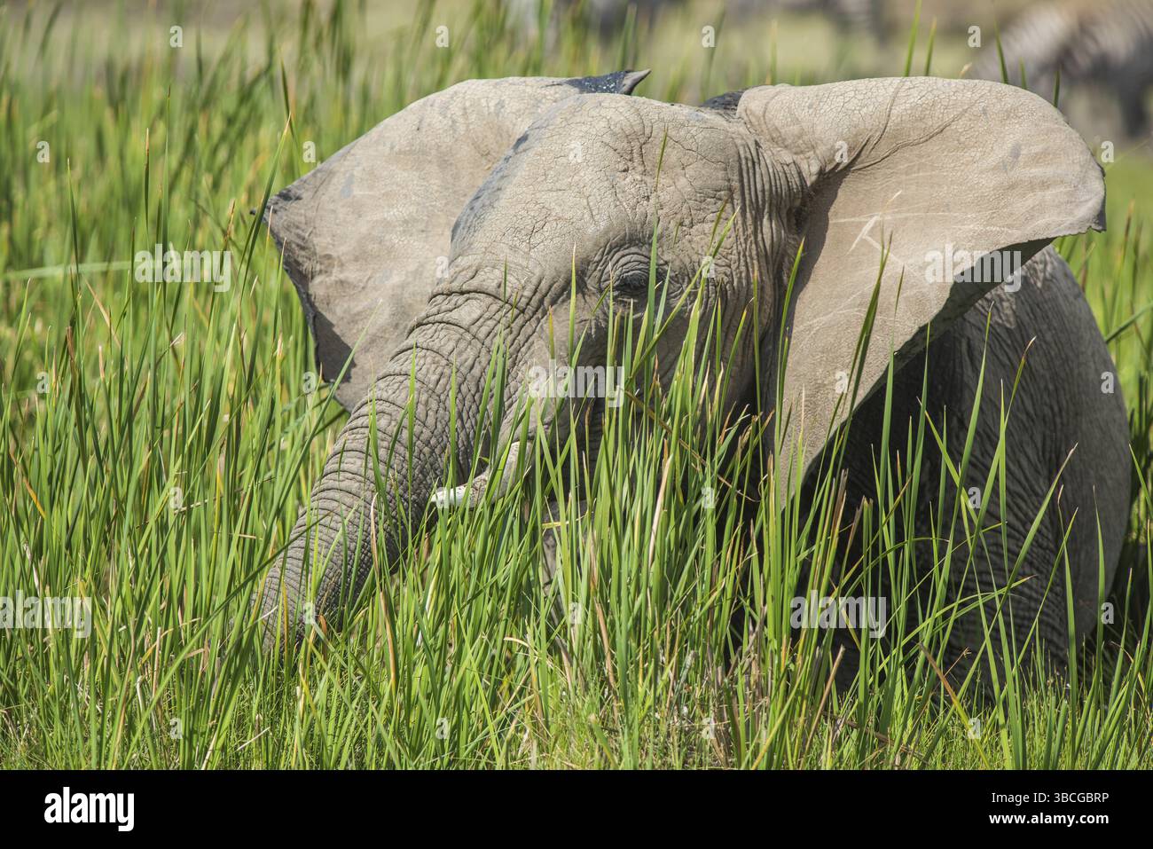 Afrique, africain, afrikanischer elefant, animal, animaux, art, fond, grand, oiseau, noir, dessin animé, personnage, cirque, clip, conception, dessin, elefant Banque D'Images