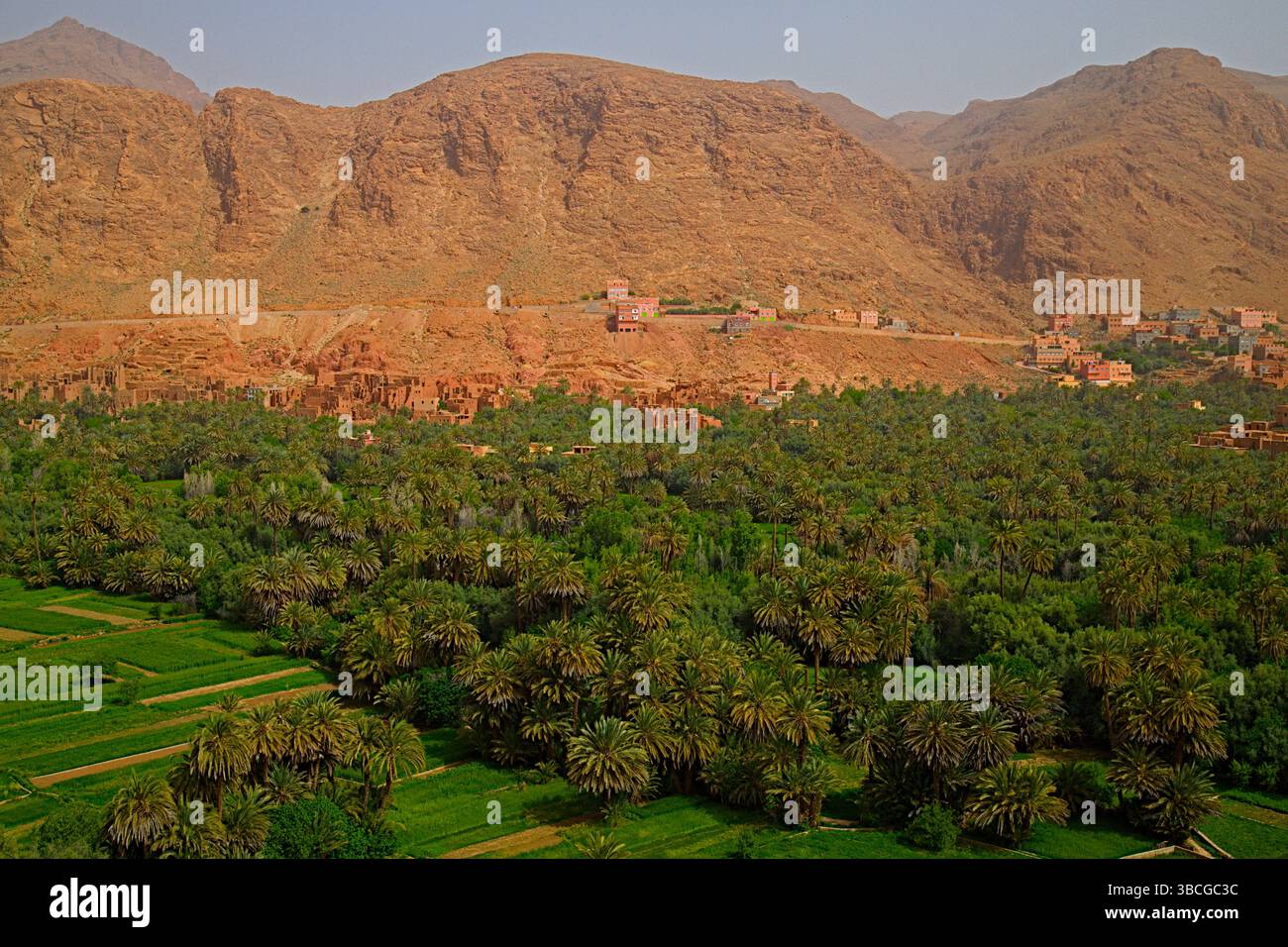 Maroc, Gorges du Todra, paysage, paysage, fleurs sauvages, Banque D'Images